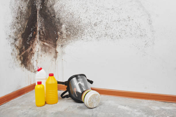 Best Best Mold Removal Companies  in Enigma, GA