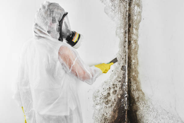 Best Mold Cleaning Services  in Enigma, GA