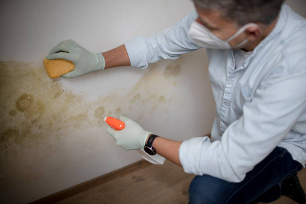 Best Home Mold Removal  in Enigma, GA