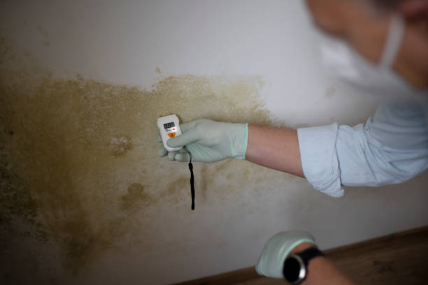 Best Commercial Mold Removal  in Enigma, GA