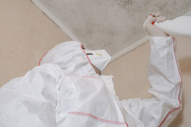 Certified Mold Removal in Enigma, GA