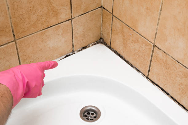 Crawl Space Mold Removal in Enigma, GA